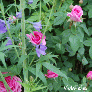 VidaFeliz2008.06.04